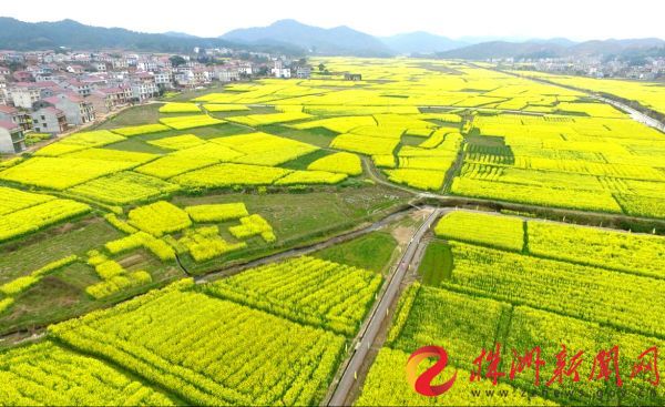 3月4日,茶陵县秩堂镇的万亩油菜花已经盛开.谢慧摄