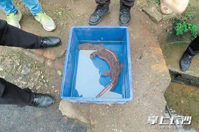 陈大爷捕到的这条“怪鱼”是国家保护动物娃娃鱼。均为长沙晚报通讯员 李小雷 摄