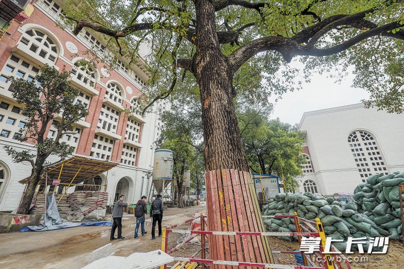 树身围上“铠甲”,几棵有百年历史的樟树还特地围上护栏。均为长沙晚报记者 陈飞 摄