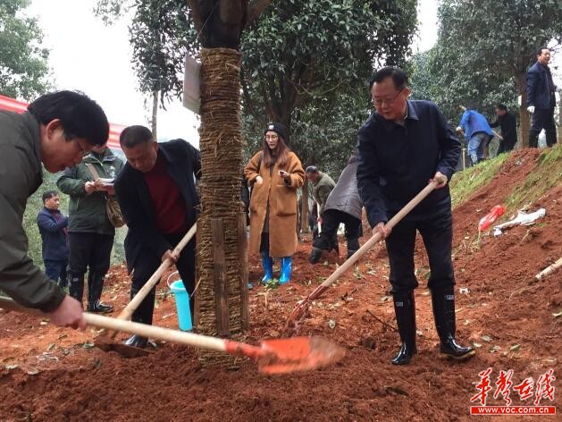 华声在线3月16日讯(记者陆益平 陈志强 通讯员 刘巍)3月15日上午,邵阳市委书记龚文密、市长刘事青率领在职在家的市级领导来到宝庆森林公园参加创建国家森林城市纪念林义务植树活动。 上午9时30分,邵阳宝庆森林公园植树现场一片热火朝天的景象,市委书记龚文密、市长刘事青挽裤卷袖、挥楸铲土,一边劳作的同时,龚文密与大家交流栽树的技术,他叮嘱相关职能部门和科研单位在做好相关工作的同时,大力培养适合本地生长的树种,突出特色,为邵阳创建国家森林城市做出贡献。植树后,龚文密等考察了宝庆森林公园,并就如何完善市区绿