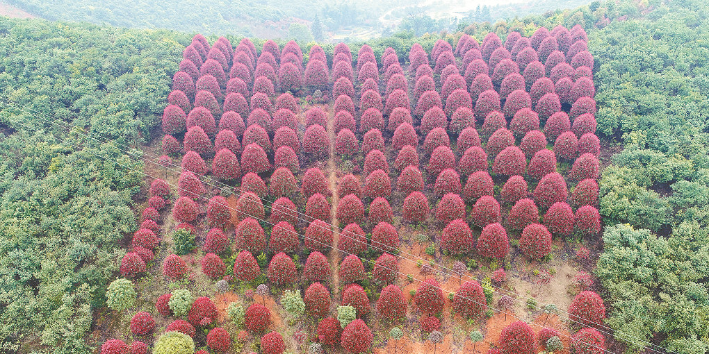 浏阳市柏加镇彩色森林