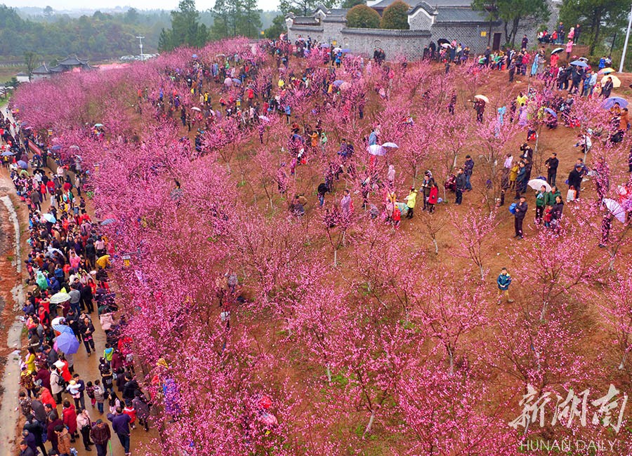 醴陵船湾十里桃花邀你来赏