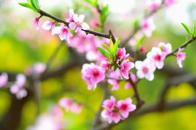 物候志|曹萍波:桃花春水生