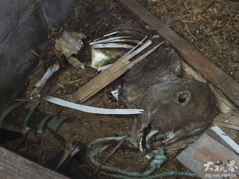 核泄漏6年后的福岛禁区:动物尸体开始腐烂