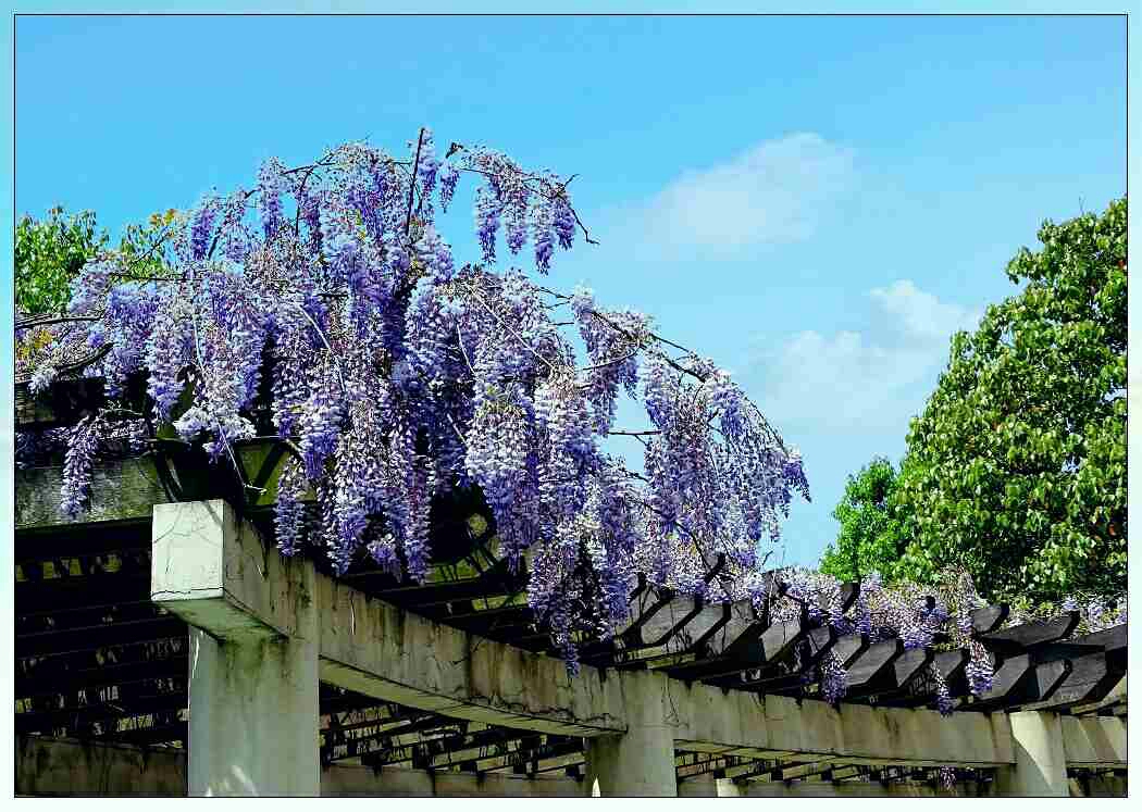 公园的紫藤花