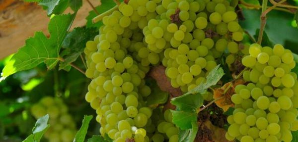 



葡萄沟
位于火焰山西端，因为有小溪流过，所以这条全长8km的沟谷布满了一望无际果园和葡萄园。世代居住在这里的维、回、汉等民族的果农在这里种满了各种各样的葡萄，马奶子、玫瑰红、喀什哈尔、比夫干、黑葡萄等等。每年8月前后，葡萄就要收获了，一串串沉甸甸的葡萄在阳光的照耀下显得特别饱满多汁，无比诱人。