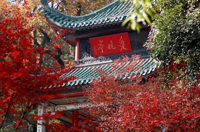 港洽周|若你从香江来看我,我定带你去