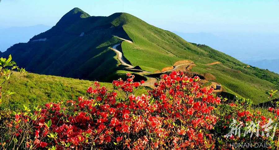 燕子山杜鹃花开惹人醉