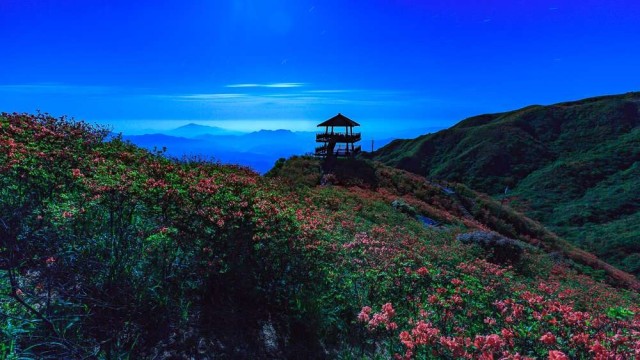 大围山丨杜鹃花海 漫山红遍