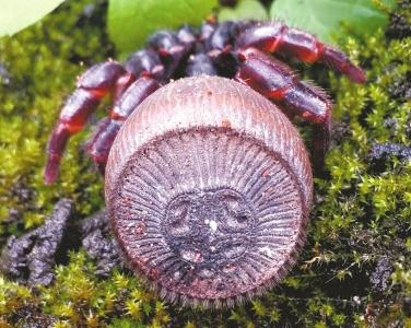 蜘蛛是昆虫？专家：不是，只是长得像