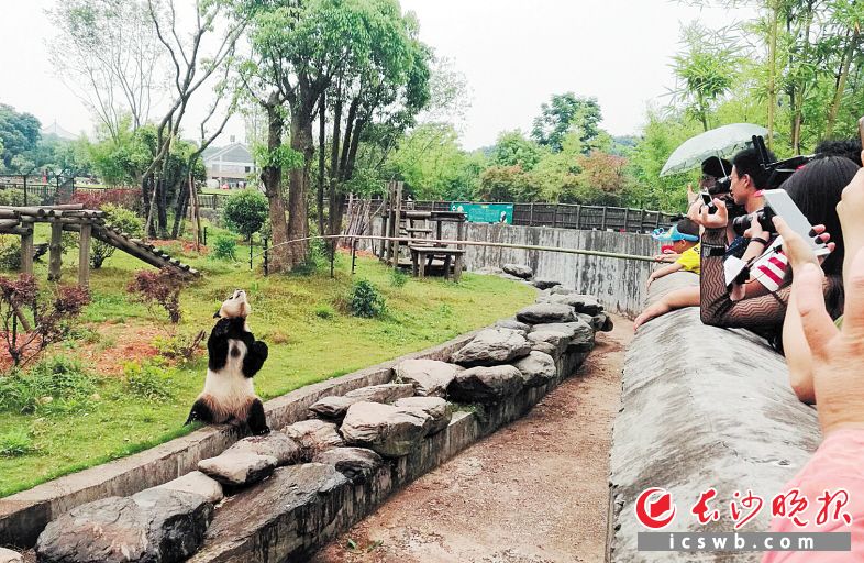 ↑昨日，长沙生态动物园，人们用竹竿挑上特制的美味粽子给大熊猫吃。长沙晚报记者 周柏平 通讯员 刘姝伶 摄影报道