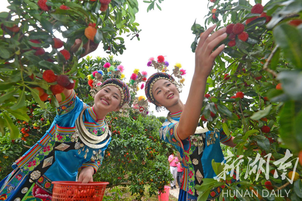 靖州杨梅节开幕 八万亩杨梅邀你酸甜一夏