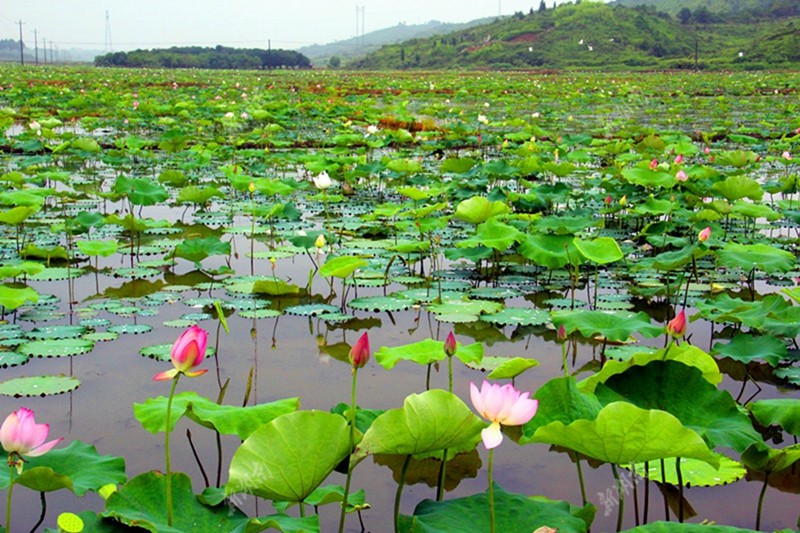 零陵区珠山镇GDP_零陵区珠山镇中学图片(2)