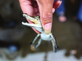 湘江边惊现30厘米小鳄鱼萌翻网友 属外来物种可能还会伤人