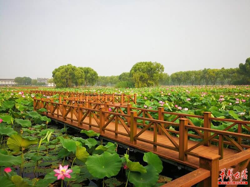 暑期清凉好去处荷你相约洪湖生态旅游风景区