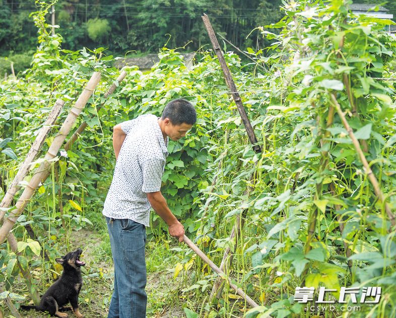 阙集才在家门口的菜园里种菜，他说隔天就要去集镇卖一次菜，每次能卖100多元。均为长沙晚报记者 邹麟 摄