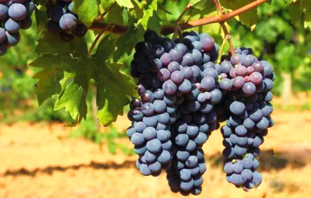 2017良田镇第二届葡萄文化节即将开幕 - 郴州