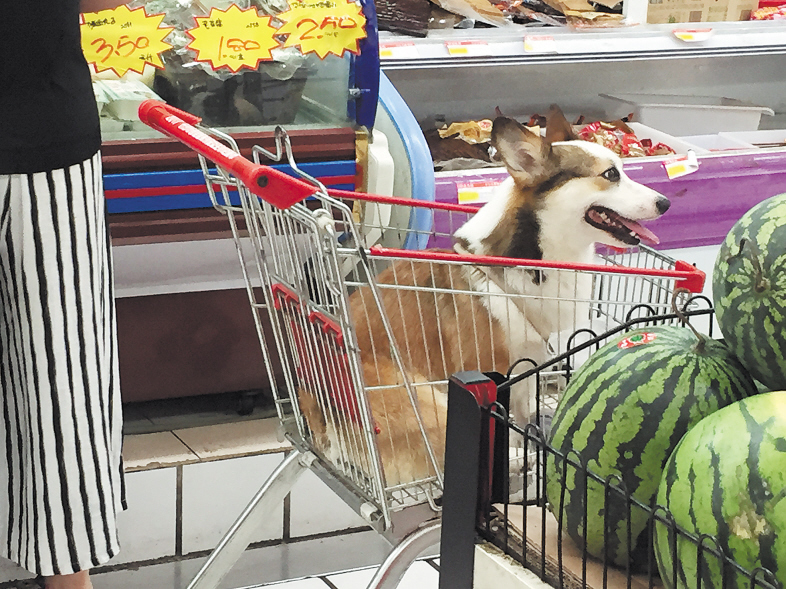 一位市民将宠物狗放置在超市购物车内。 长沙晚报记者 谢春年 摄