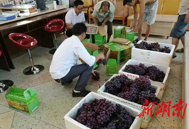 岳阳县百千万产业扶贫结金果