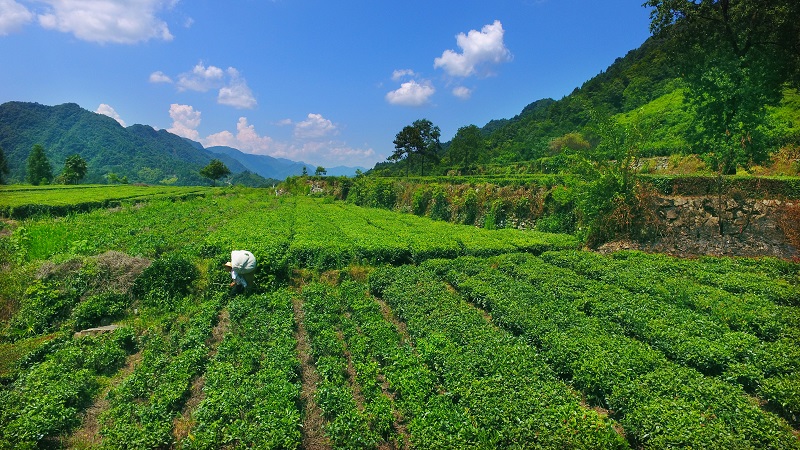 2017湖南茶叶"十佳茶旅景区"慈利县牧羊冲村—茶马古道民俗风