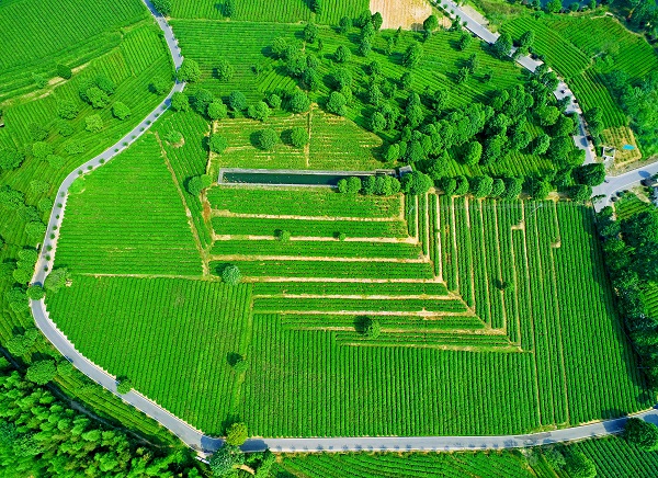 金井茶厂茶叶基地美景航拍 从长沙市内出发,迎着太阳升起的