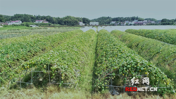 浏阳市普迹镇蔬菜基地之一航拍图.