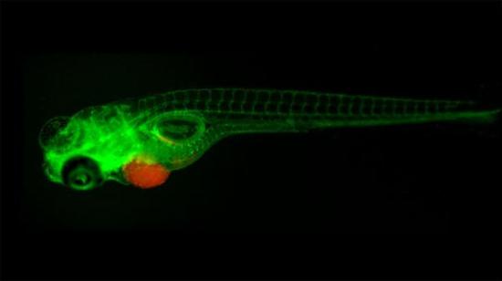 斑马鱼的胚胎呈透明状。