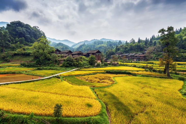 通道:靠山吃山 大高山下大高坪乡的脱贫路 怀化 新湖南