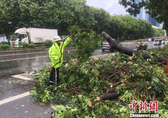 荔湾区花地大道一棵大树被狂风吹倒，横在马路上。 广州交警 摄