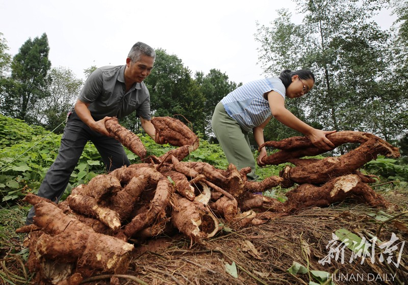 张家界:高山葛根迎来丰收季