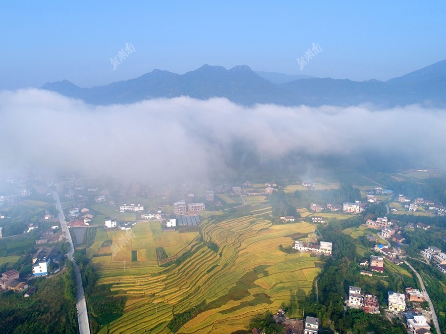 桂东是红色革命老区,桂东县的高山地区沤江镇禾坪梯田,蜿蜒如飘带