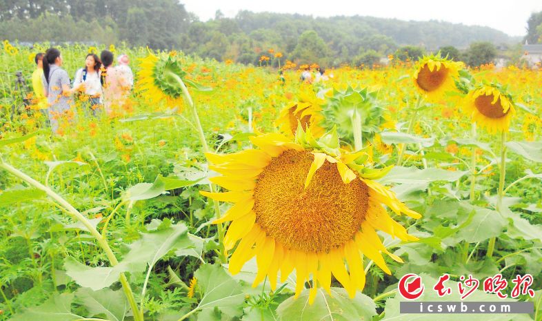 昨日，市民、游客徜徉在植物园向日葵“花海”中，感受秋天的美好。均为长沙晚报记者周柏平 摄