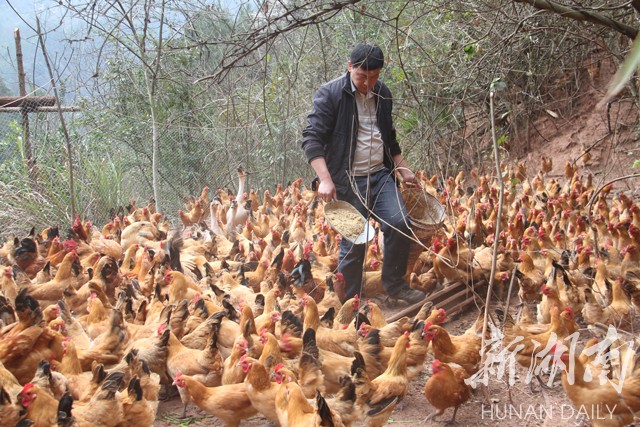 永定区丨开展百户勤劳脱贫致富家庭评选表彰