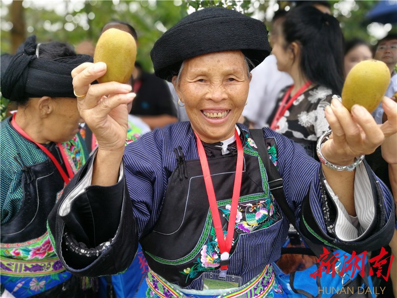 十八洞村的猕猴桃熟了 - 湘西 - 新湖南