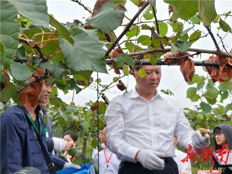 十八洞村的猕猴桃熟了