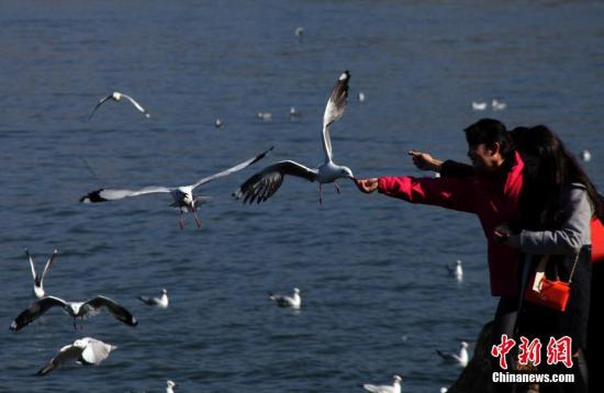 资料图：正在洱海边给红嘴鸥喂食的民众。 中新社记者 李进红 摄