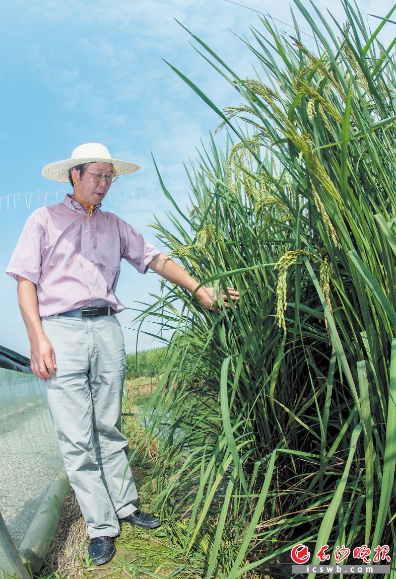 长沙县金井镇湘丰村百亩巨型稻试验田里，巨型稻像高粱一样身形笔挺，个头高达2米，亩产达1000公斤。夏新界正在田间地头查看巨型稻长势。长沙晚报记者 李锋 摄