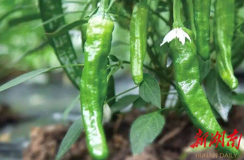 樟树港辣椒名扬世界