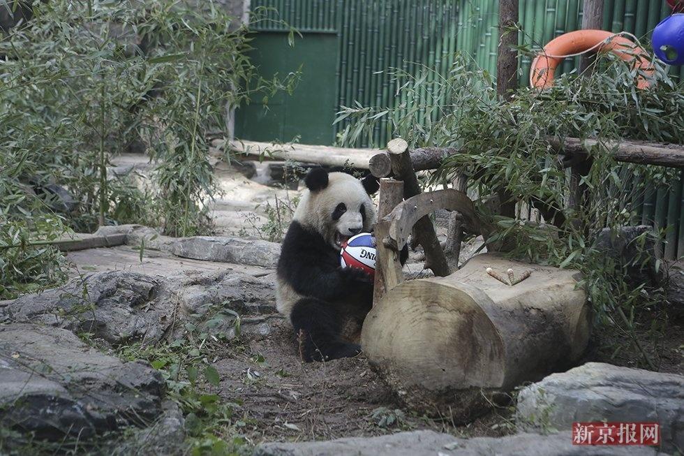 大熊猫"点点""萌兰"首次亮相北京动物园!