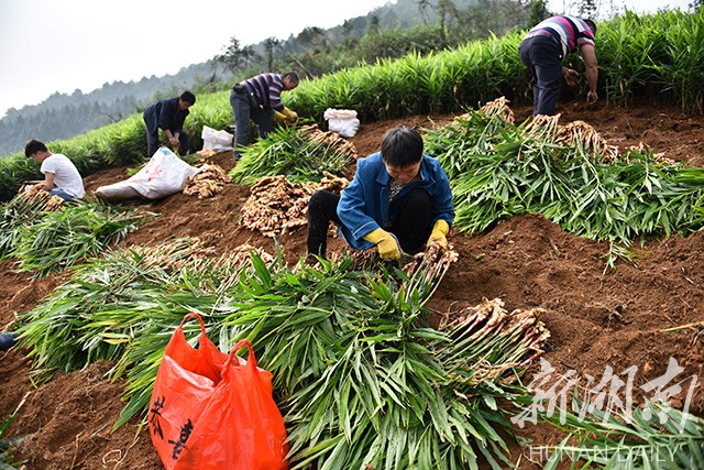 县区丨蓝山:小黄姜获得大丰收 - 永州 - 新湖南