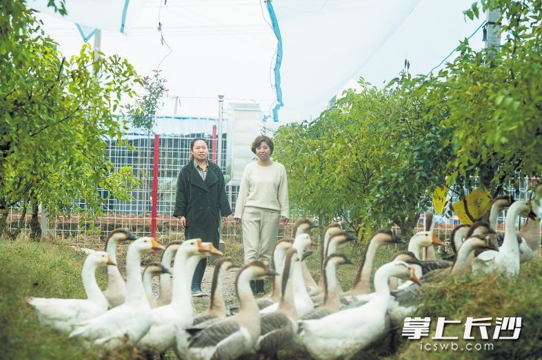 万怡、冯灿的百亩枣园采用了生物除虫、种养结合等新技术。长沙晚报记者 李锋 摄