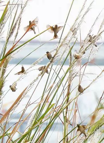 邵阳市区蓬莱岛现捕鸟天网 鸟儿尸体惨不忍睹