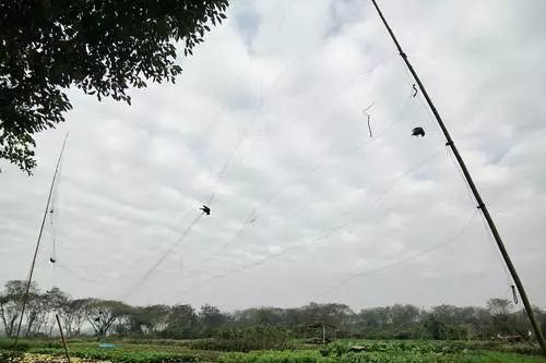 邵阳市区蓬莱岛现捕鸟天网 鸟儿尸体惨不忍睹