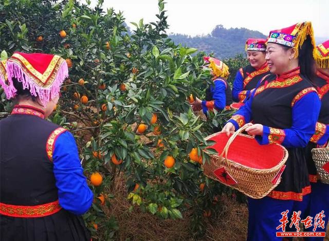 崀山脐橙文化旅游节开启新宁乡村振兴新模式 今日关注 湖南在线