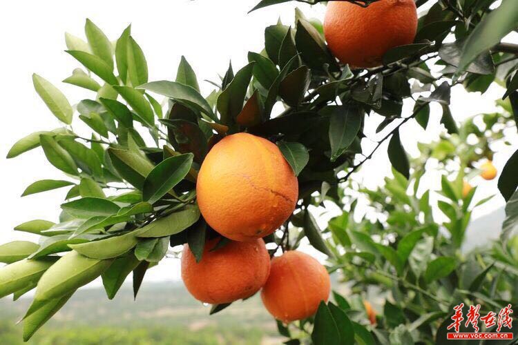 新宁举行中国脐橙高峰论坛 建成湖南首个柑橘