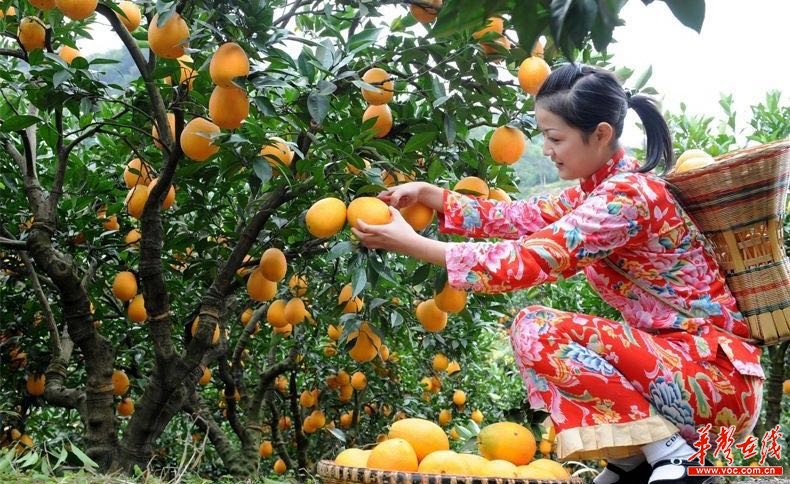 新宁举行中国脐橙高峰论坛 建成湖南首个柑橘