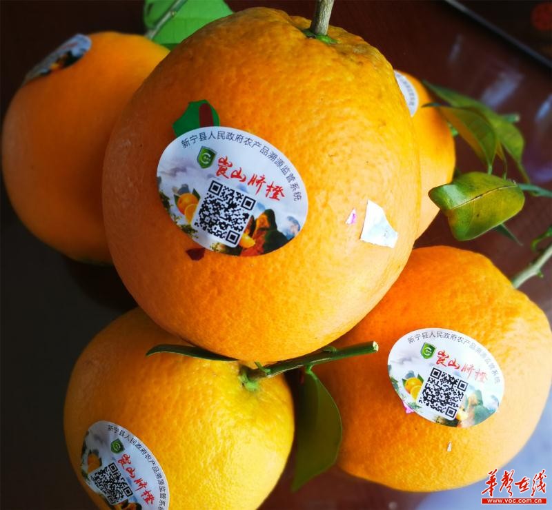 湖南新宁:精准服务脐橙产业链 帮助五万果农脱