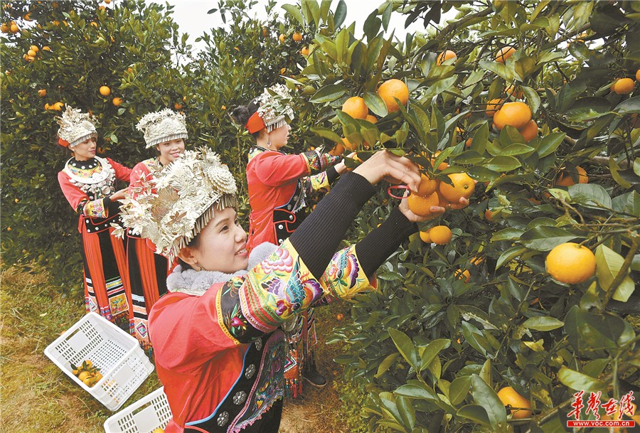 以橙为媒 以武会友 麻阳举办冰糖橙采摘节