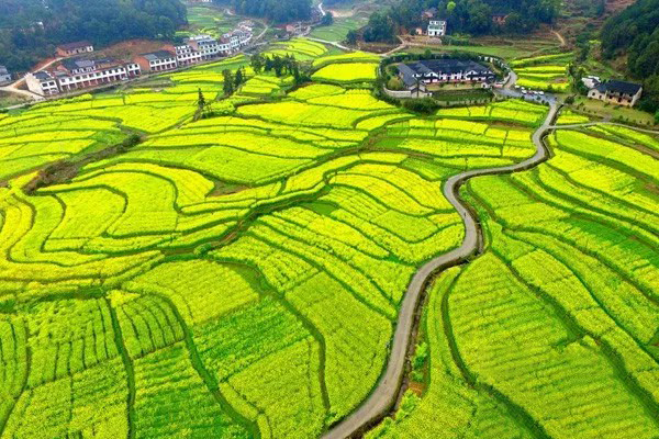 3月18日,双峰县荷叶镇天坪村,白玉堂前的油菜吐露芬芳.