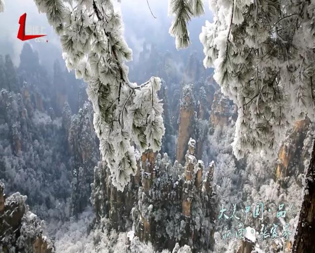 冬】张家界:石峰、白雪、缆车、松树和松鼠…